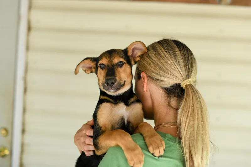 A baby medium-sized male Black Mixed Breed dog named Mister for adoption in BONIFAY, FL