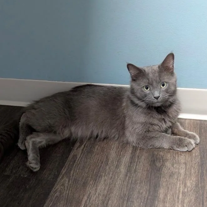 Felix @PAWZ pet cafe