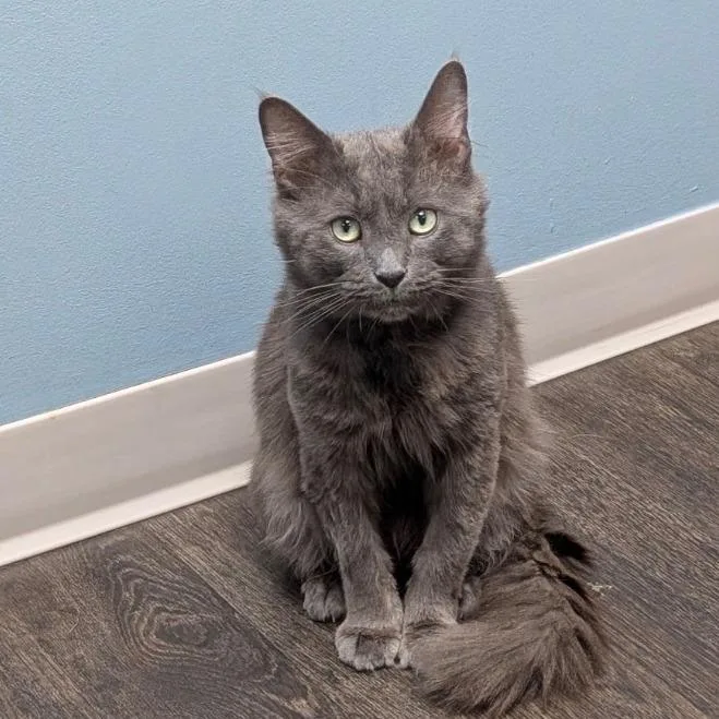 Felix @PAWZ pet cafe thumbnail 2