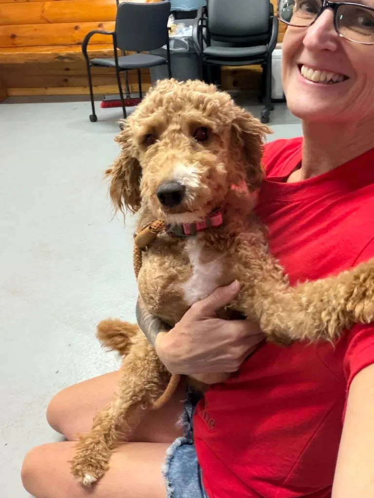 A baby small-sized female Poodle dog named Skye for adoption in Glenfield, NY