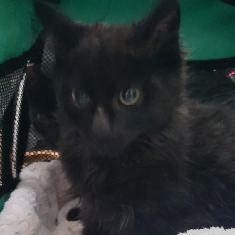 A baby small-sized male Black Domestic Medium Hair cat named Shingle for adoption in Coos Bay, OR