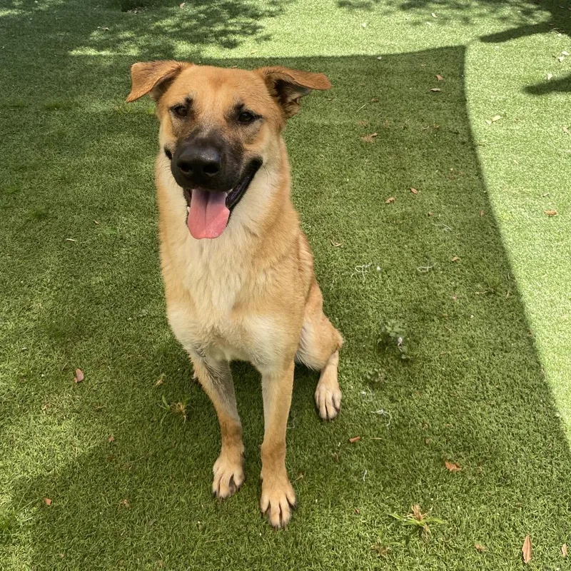 An adult large-sized female Black German Shepherd Dog dog named Oogie Wild Thang for adoption in LOXAHATCHEE, FL