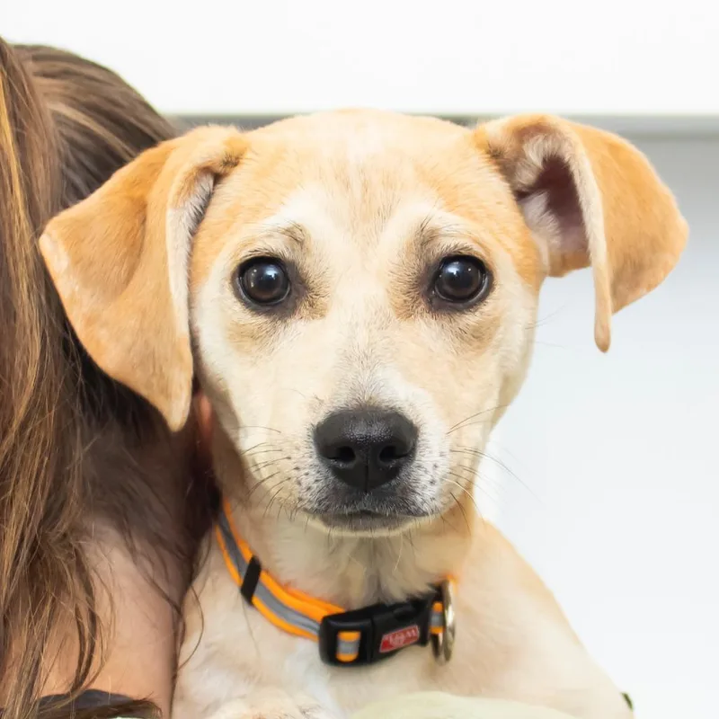 A baby small-sized female Yellow / Tan / Blond / Fawn Mixed Breed dog named Wren for adoption in Middletown, RI