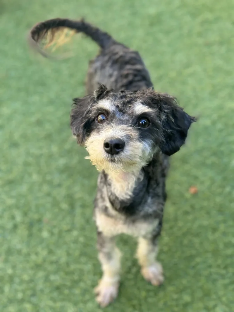 An adult small-sized female Poodle dog named Twiggy for adoption in San Francisco, CA