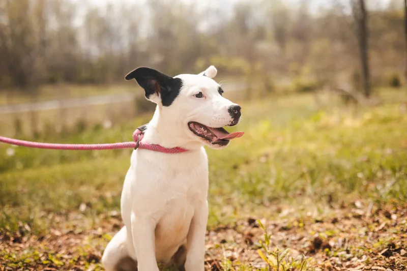 A baby small-sized female White / Cream Mixed Breed dog named MoccaTransport for adoption in Gradyville, KY