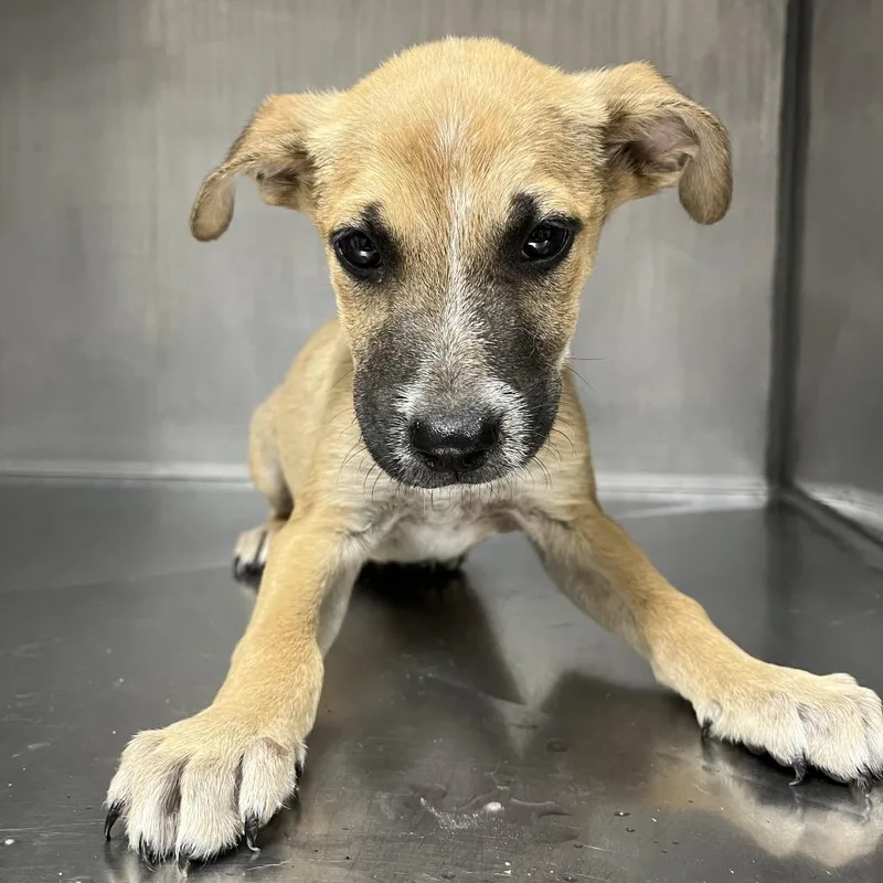 Mr. Tiny thumbnail 3