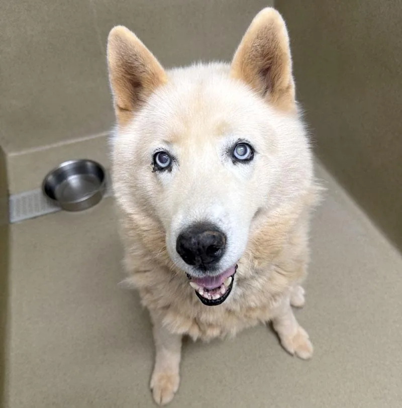 A senior large-sized male White / Cream Husky dog named Nova for adoption in Monroe, GA