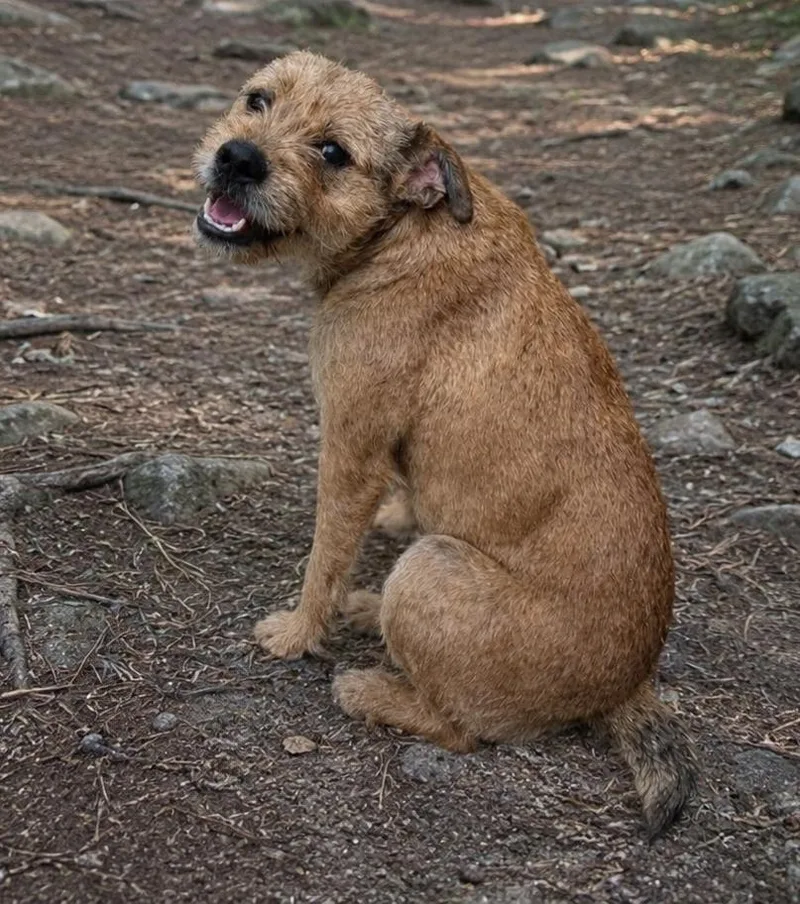 A young small-sized female Yellow / Tan / Blond / Fawn Terrier dog named Celia Cruz for adoption in Biloxi, MS