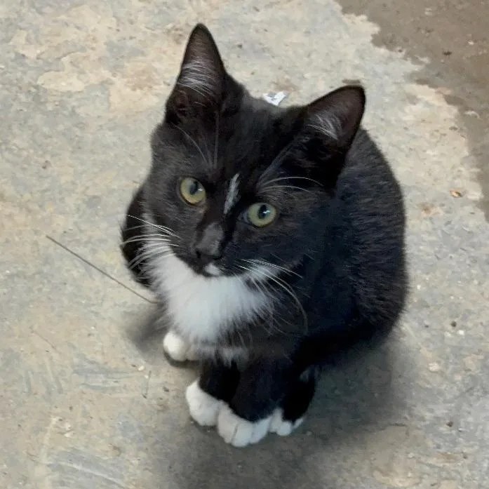 A baby small-sized male Black Domestic Short Hair cat named Caden for adoption in Carmel, IN