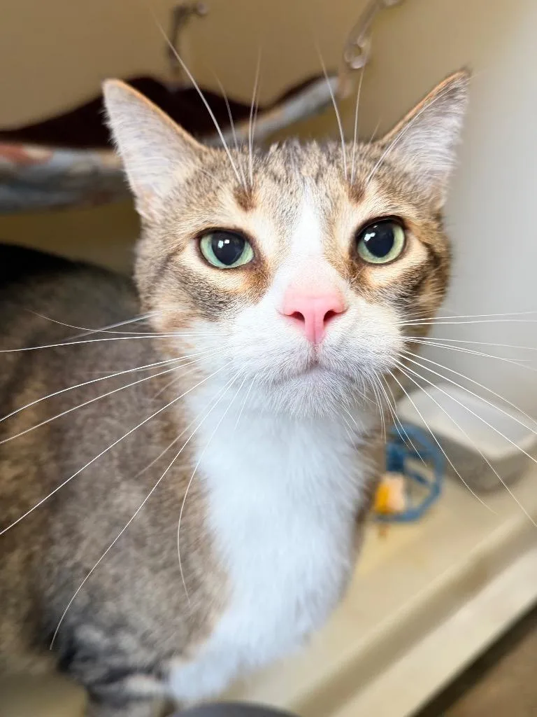 A senior medium-sized male Domestic Short Hair cat named Nirvana for adoption in Menomonie, WI