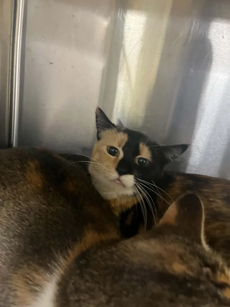 An adult medium-sized female Tortoiseshell cat named Tabitha for adoption in Austin, MN