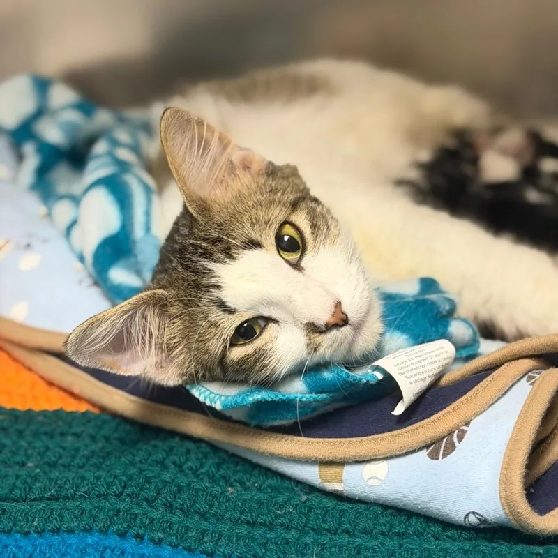 An adult small-sized female Domestic Medium Hair cat named Kate for adoption in Fort Smith, AR