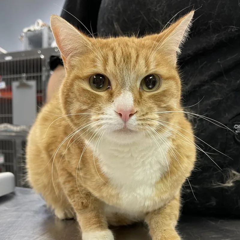 An adult large-sized male Orange / Red Domestic Short Hair cat named Rusty for adoption in Salt Lake City, UT