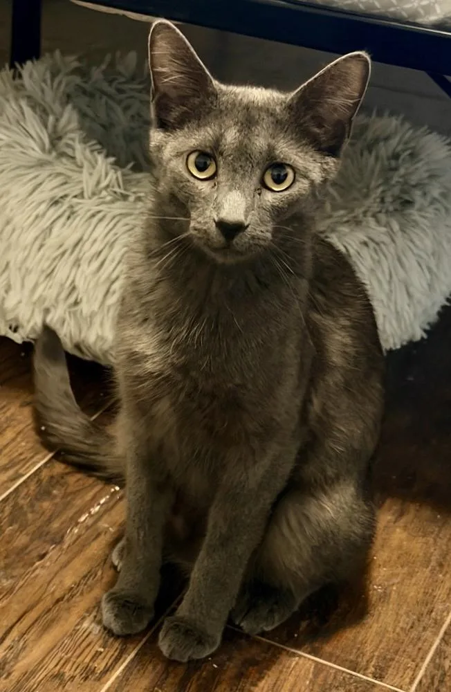 An adult medium-sized female Black Domestic Short Hair cat named Sheba for adoption in Lafayette, CO