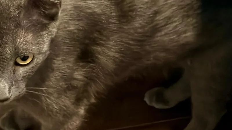 Sheba thumbnail 3