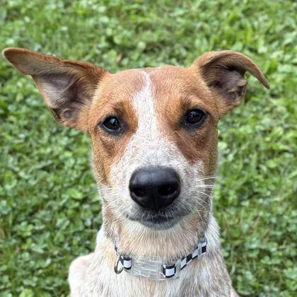A young small-sized female Australian Cattle Dog / Blue Heeler dog named Tulip for adoption in Jefferson, WI