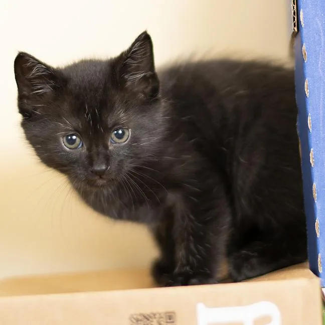 A baby small-sized male Black Domestic Short Hair cat named Pepper for adoption in Chicago, IL