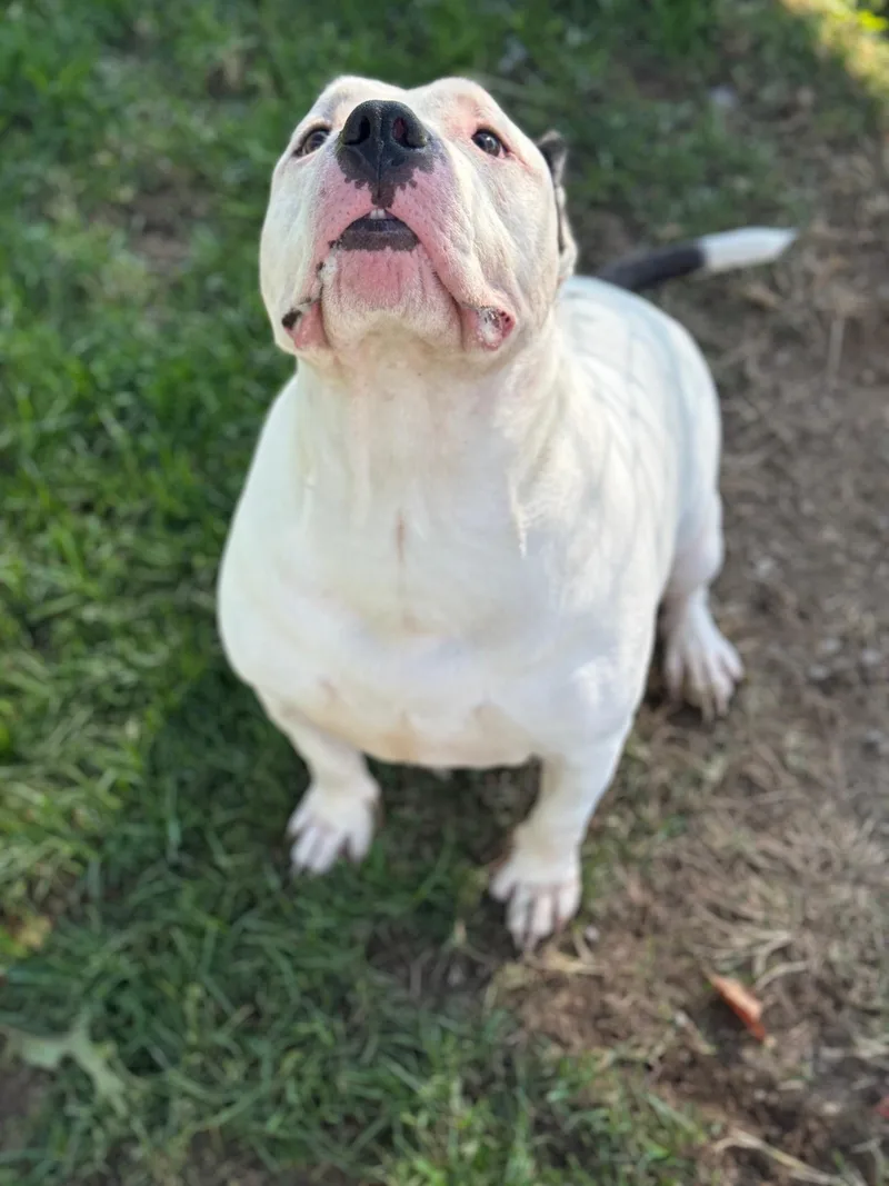 An adult large-sized male White / Cream Pit Bull Terrier dog named Nila & Jugs for adoption in Benton Harbor, MI