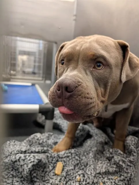 An adult large-sized male Pit Bull Terrier dog named Rocky for adoption in Dallas, TX