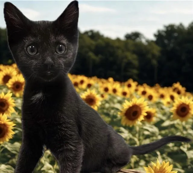 A baby small-sized male Domestic Short Hair cat named Angus for adoption in Ames, IA