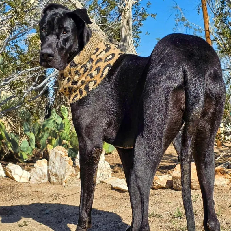 Lois Lane thumbnail 3