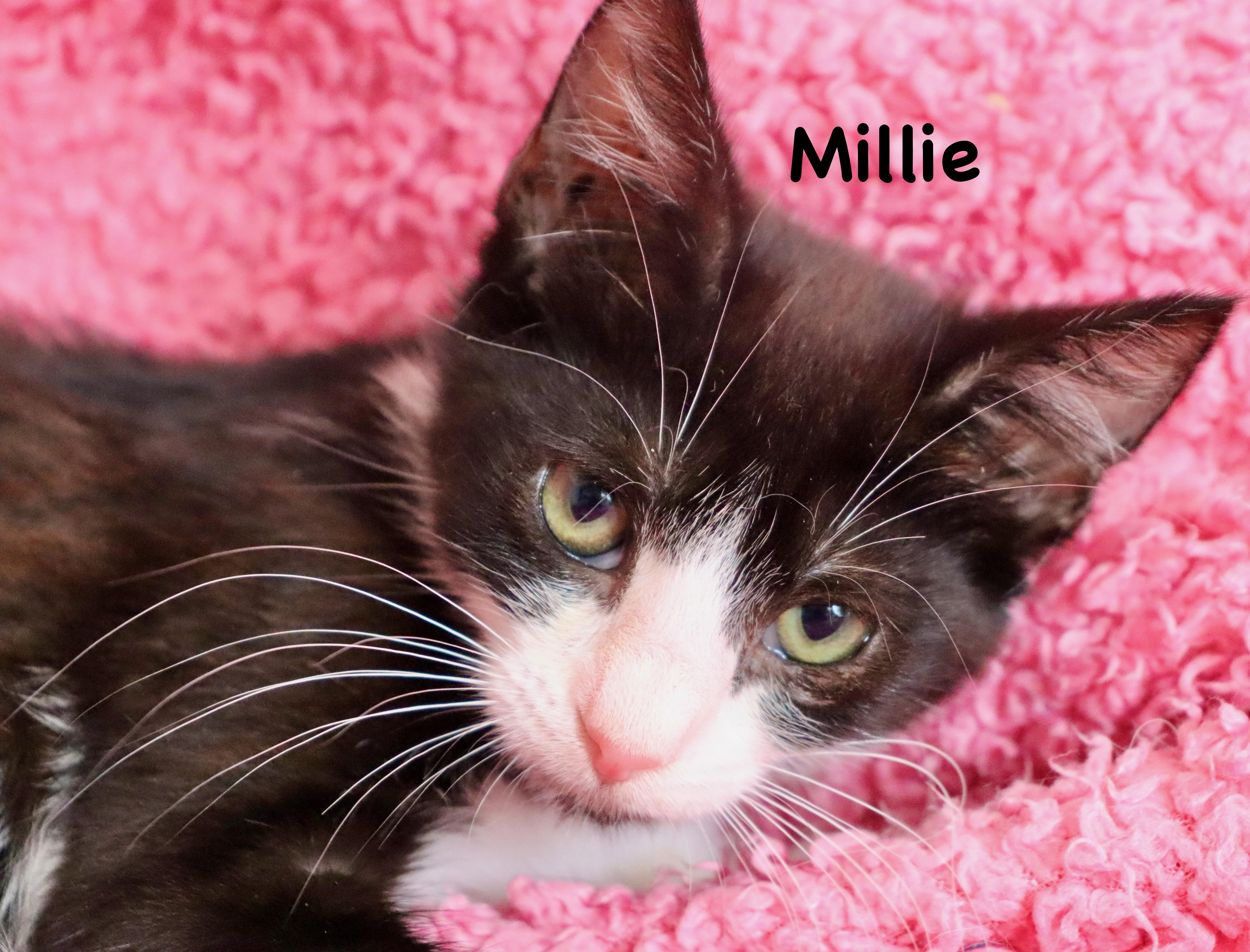 Millie thumbnail 5