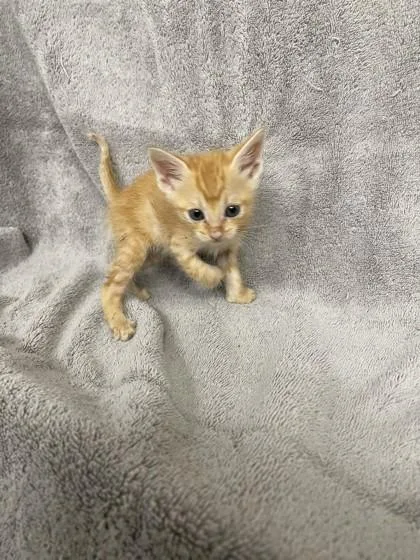 Battlecat