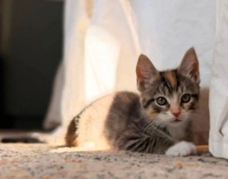 A young medium-sized female Calico cat named Samoa for adoption in Knoxville, TN