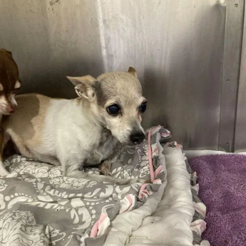 A senior medium-sized female Yellow / Tan / Blond / Fawn Chihuahua dog named Sugar for adoption in Lake Havasu City, AZ