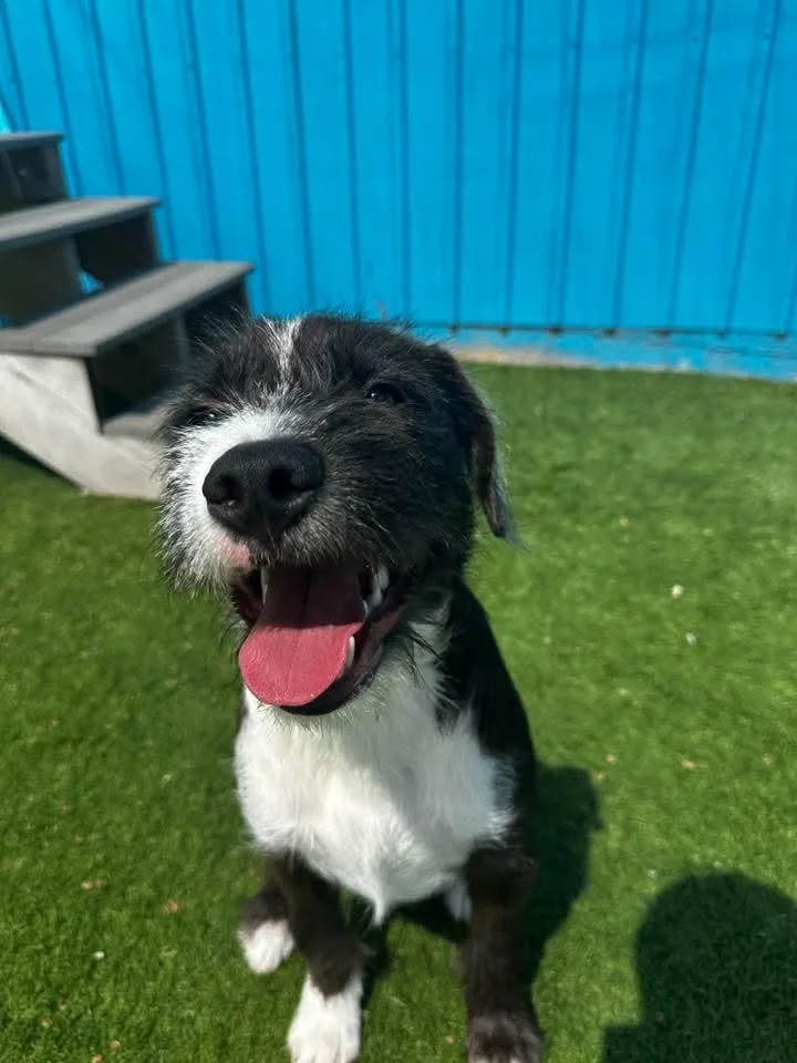 A baby medium-sized male Brown / Chocolate Terrier dog named Chunk for adoption in Cedar Rapids, IA