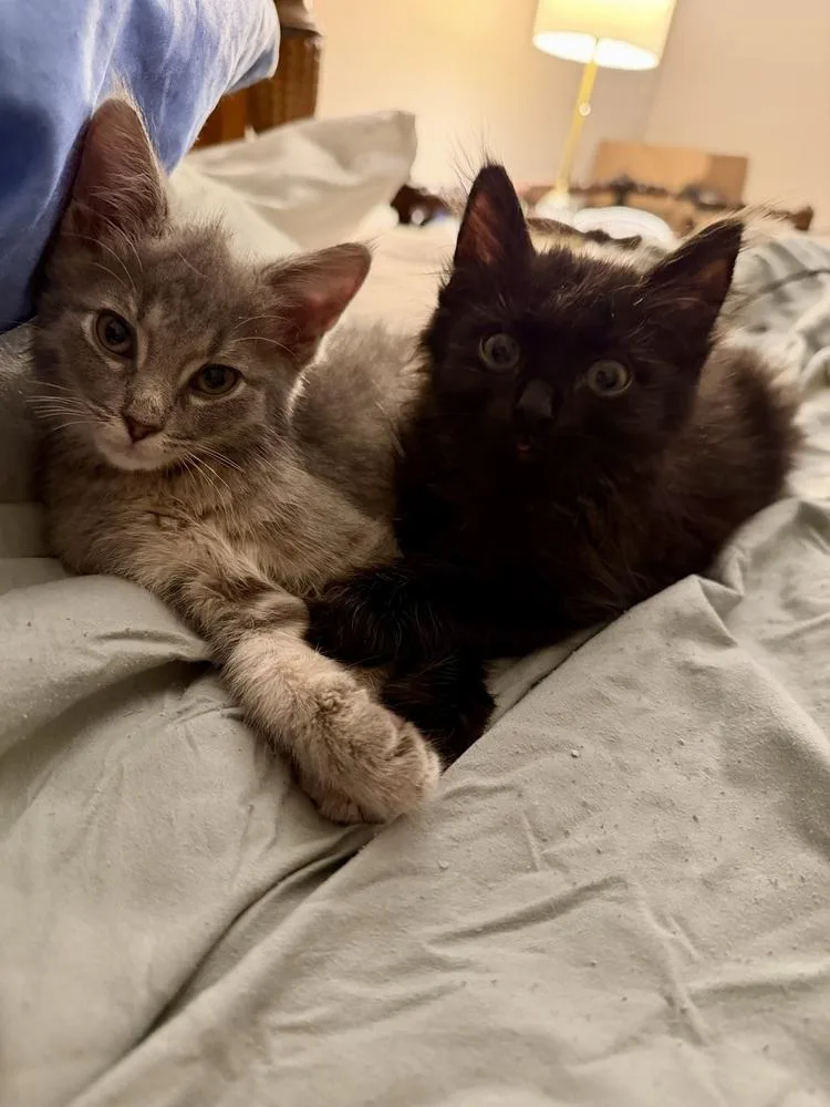 A baby small-sized male Domestic Short Hair cat named Bonito for adoption in Chicago, IL