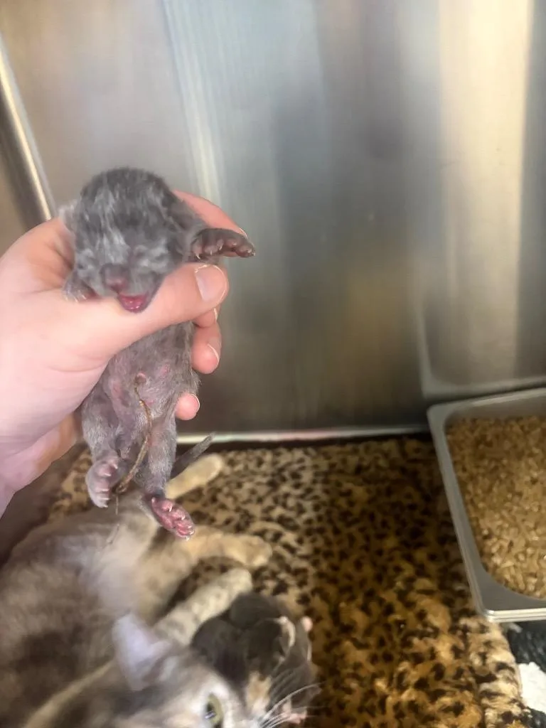 A baby small-sized male Domestic Short Hair cat named Yuffie for adoption in Brownwood, TX