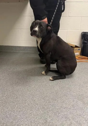 A young large-sized female Pit Bull Terrier dog named Juanita for adoption in Toledo, OH