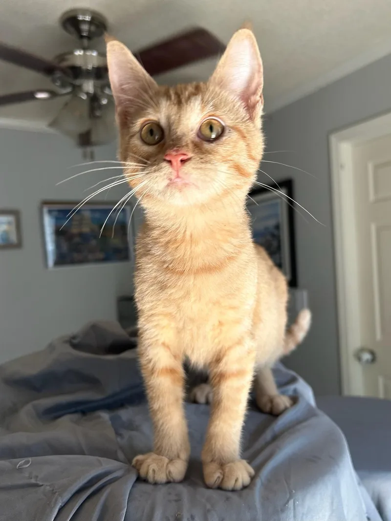 A baby medium-sized male Tabby (Orange / Red) Domestic Medium Hair cat named Copper for adoption in Calera, AL