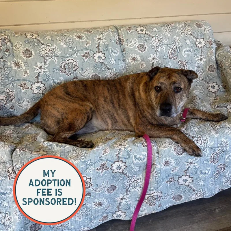 A senior large-sized male Brindle Catahoula Leopard Dog dog named Bug for adoption in Birdsboro, PA