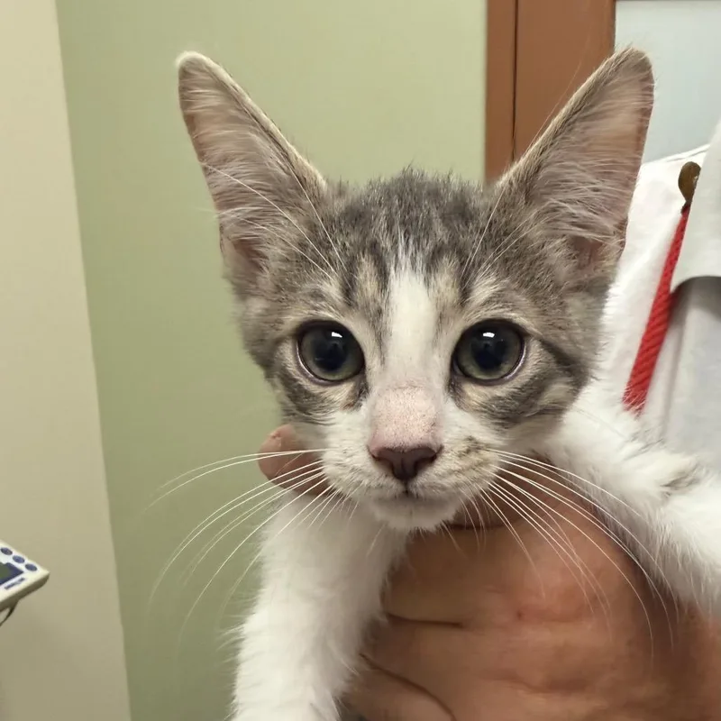 A baby small-sized male Gray / Blue / Silver Domestic Short Hair cat named Megatron for adoption in Upland, CA