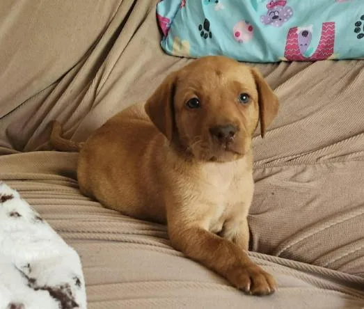 A baby medium-sized female Red / Chestnut / Orange Labrador Retriever dog named Ruby for adoption in Eutawville, SC