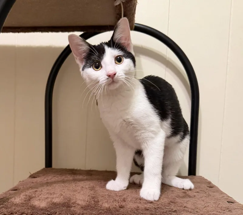 A young medium-sized female Black & White / Tuxedo Domestic Short Hair cat named Marleigh for adoption in Hammond, LA
