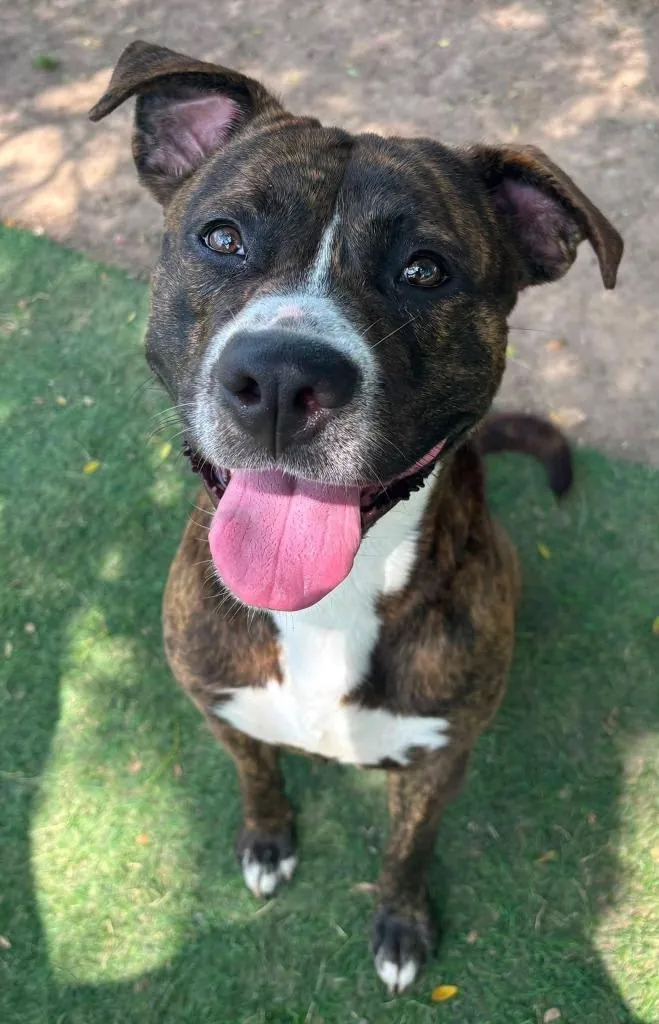 A young medium-sized male Mixed Breed dog named Rocky for adoption in Charlotte, MI