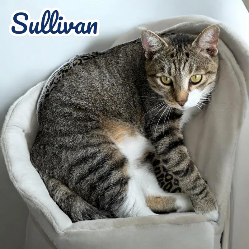 Sullivan  Sc thumbnail 4