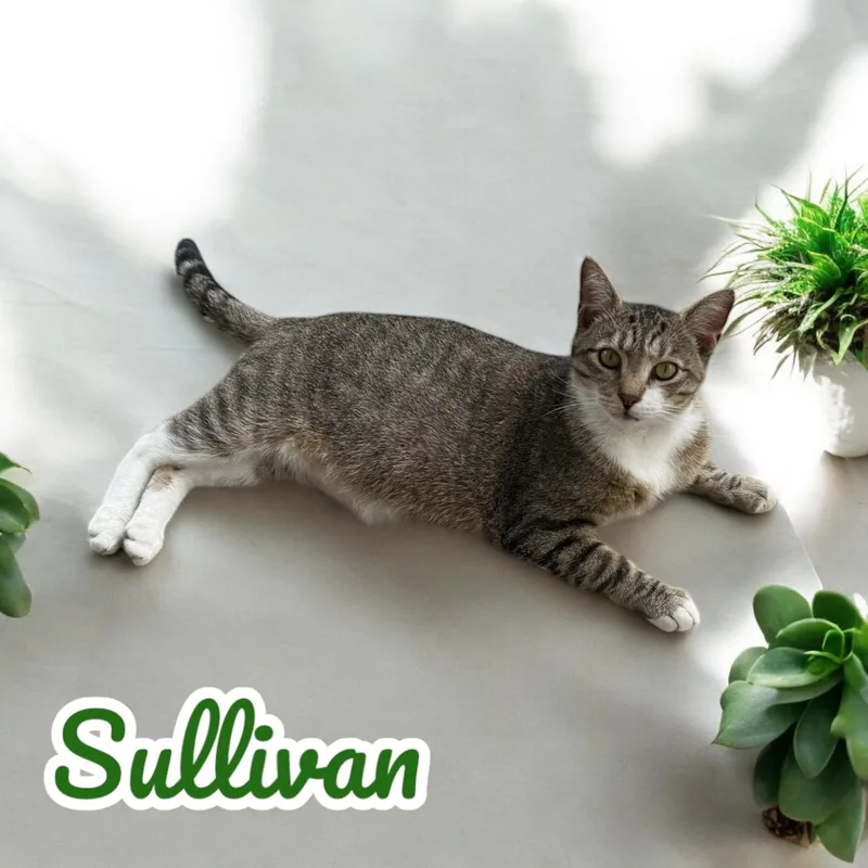 Sullivan  Sc thumbnail 5