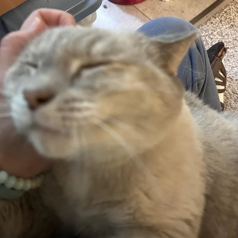 An adult small-sized female Siamese cat named Ozu for adoption in Gordonsville, TN