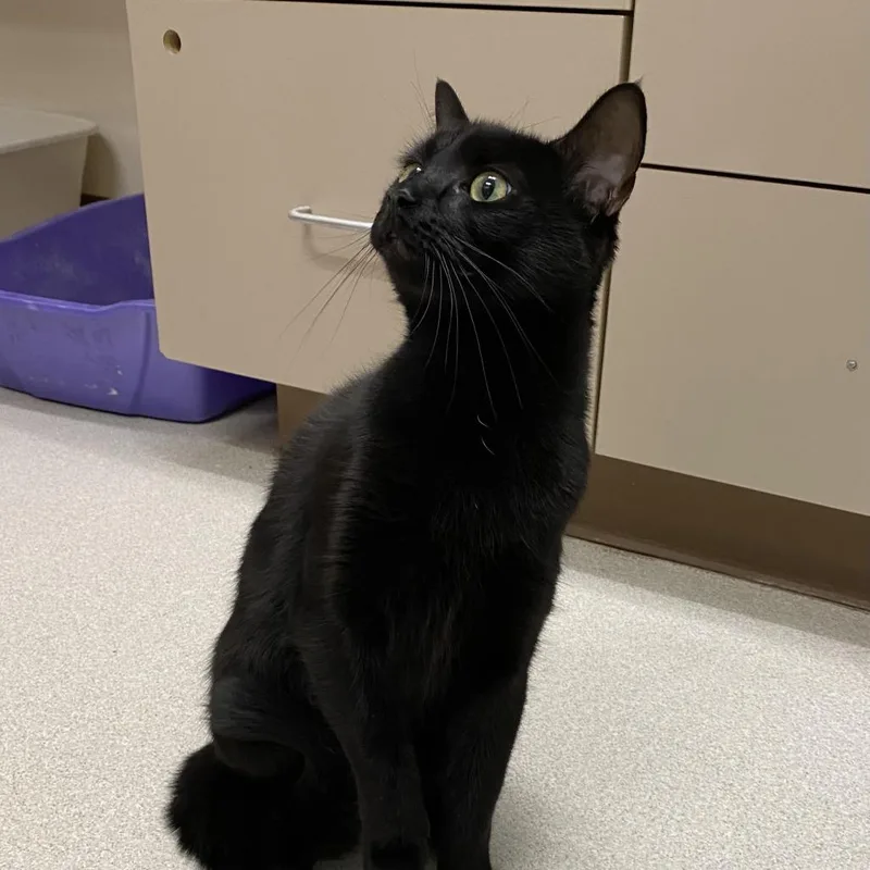A young medium-sized female Black Domestic Short Hair cat named Zara With Nova For for adoption in Springfield, MA