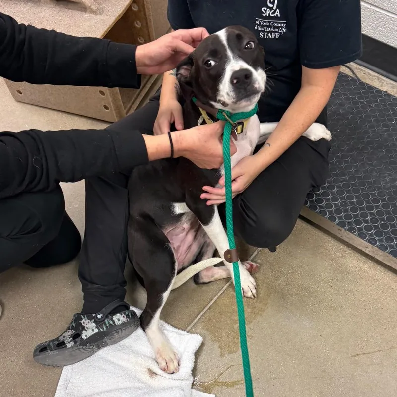 An adult medium-sized female Black Mixed Breed dog named YORKStray for adoption in York, PA