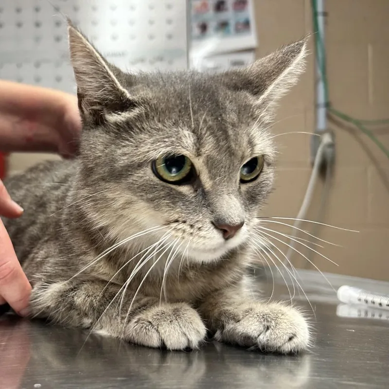 An adult medium-sized female Gray / Blue / Silver Domestic Short Hair cat named Elsa for adoption in Newport, NC