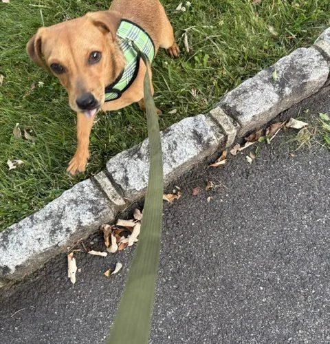 A young small-sized male Yellow / Tan / Blond / Fawn Chihuahua dog named Teeter for adoption in Verona, NJ