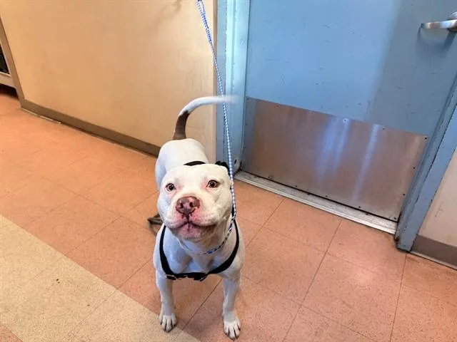 A young large-sized male Pit Bull Terrier dog named Spencer for adoption in San Jose, CA