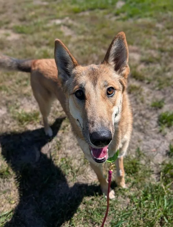 A young large-sized female Shepherd dog named Willow for adoption in Santa Rosa, CA