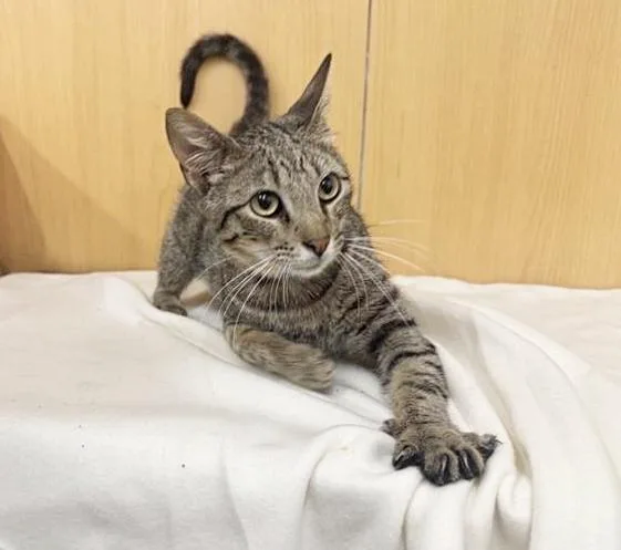A young small-sized male Domestic Short Hair cat named Leland for adoption in Saint Louis, MO