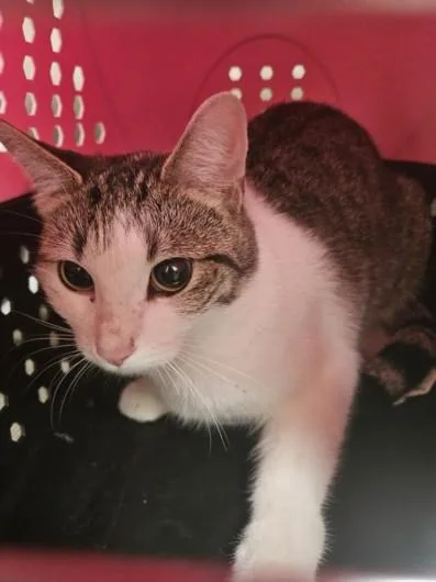 A young large-sized female Domestic Short Hair cat named Montgomery for adoption in Los Angeles, CA